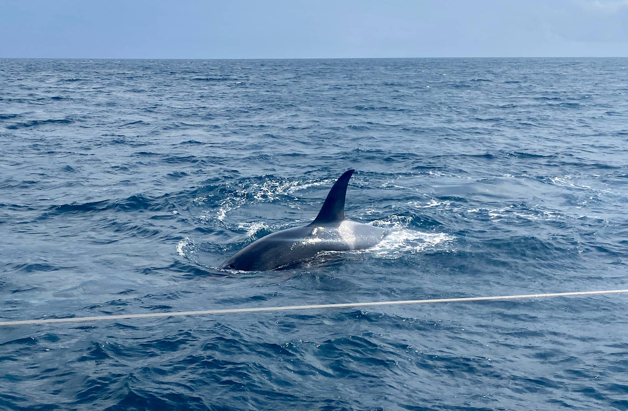 "L'expérience la plus terrifiante de ma vie": le skipper varois Sébastien Destremau chahuté par des orques