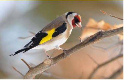 On vous dit pourquoi il faudra compter les oiseaux dans la métropole de Toulon ce week-end