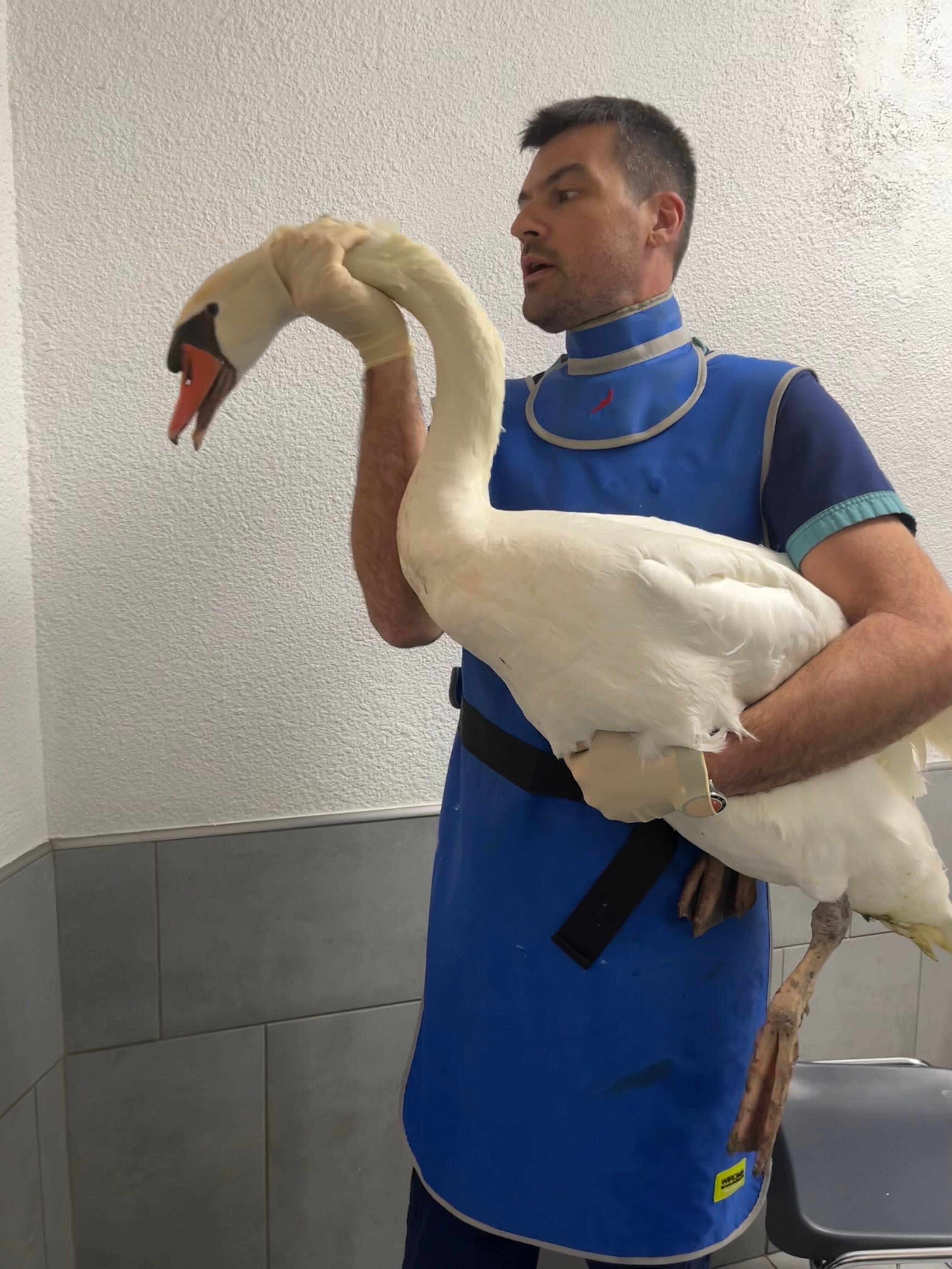 Centre de soins de la faune sauvage : "Au-delà du respect de l'animal, il y a aussi un aspect sanitaire"