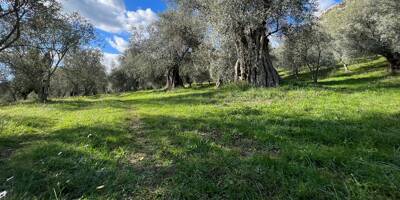 Comment trouver une bonne huile d'olive? Les conseils d'un producteur azuréen
