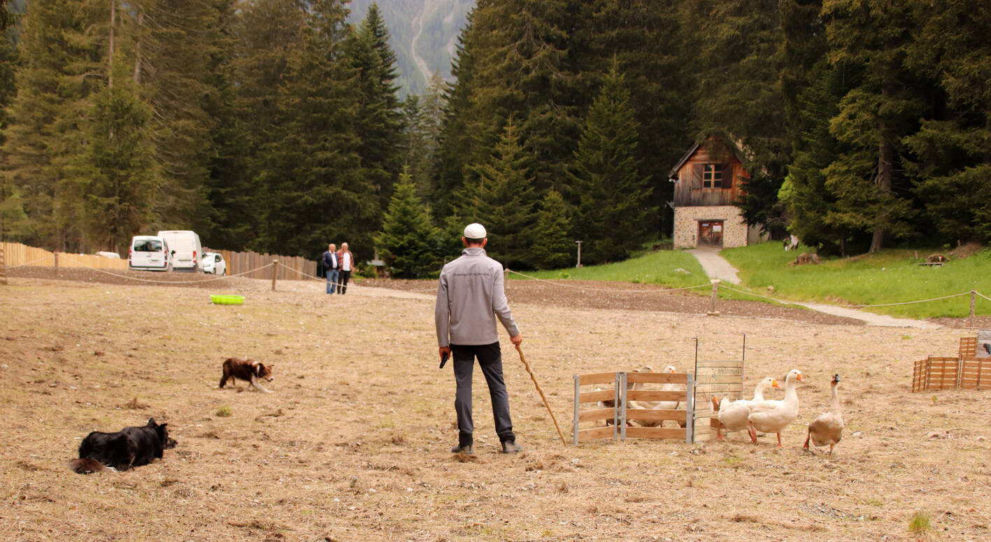 Visite VIP, meutes de loups du Pélago et de Piagu, spectacle de chiens de berger... voici ce que prévoit le parc Alpha pour cet été