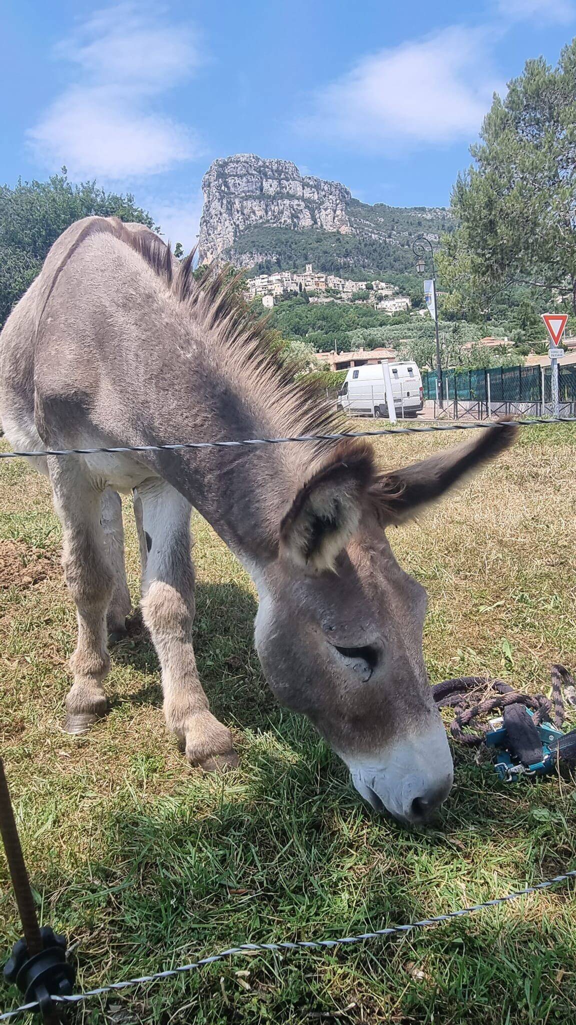 « On a cherché les ânes pendant 11 heures »: les enclos de ses animaux dégradés, ce gérant azuréen pousse un coup de gueule