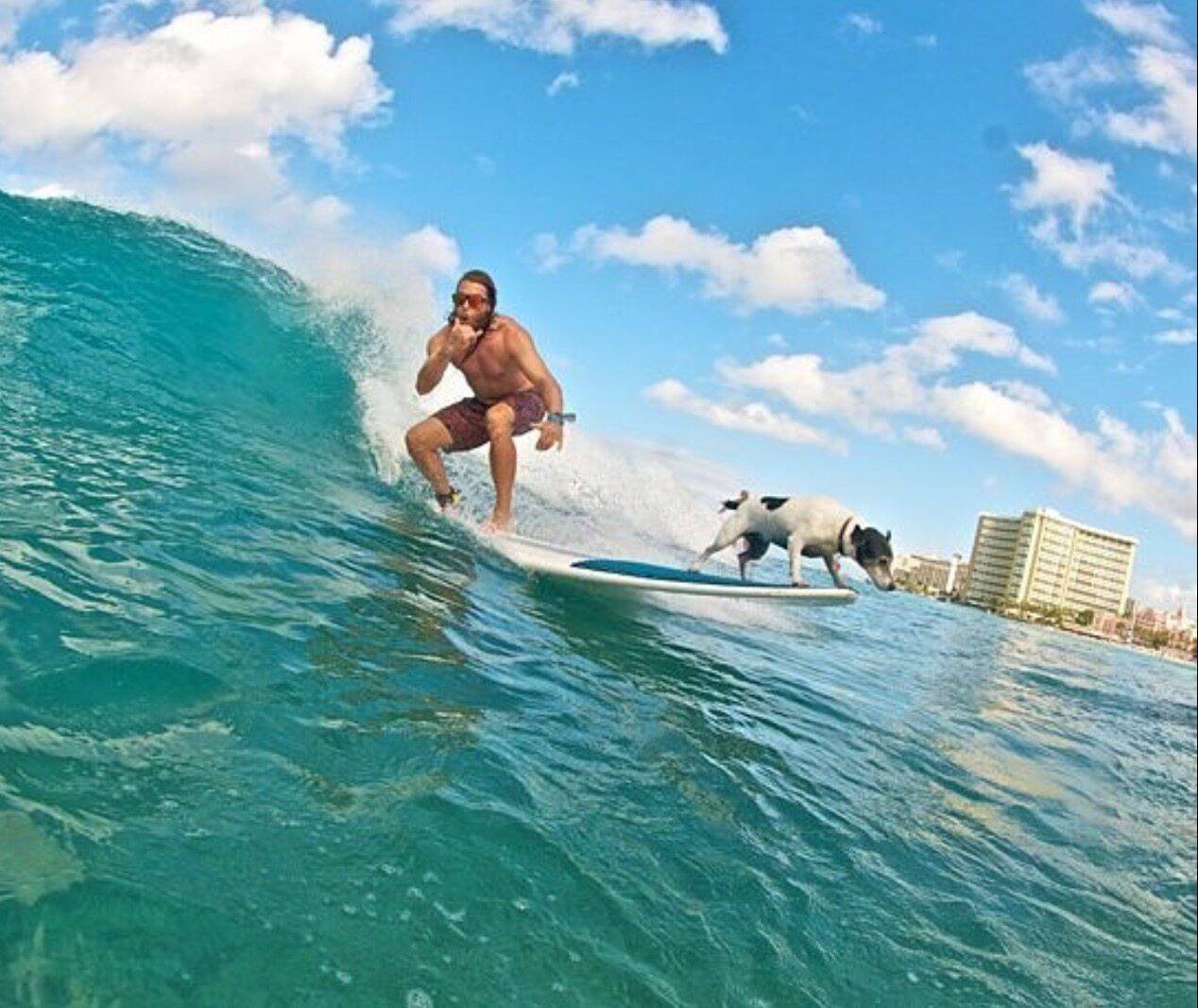 De la Côte d'Azur à Hawaï, il surfe avec son chien: on vous raconte leurs incroyables aventures