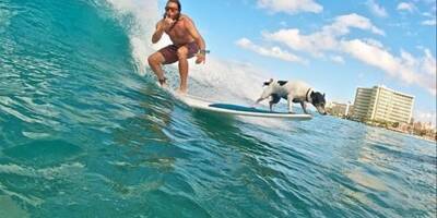De la Côte d'Azur à Hawaï, il surfe avec son chien: on vous raconte leurs incroyables aventures