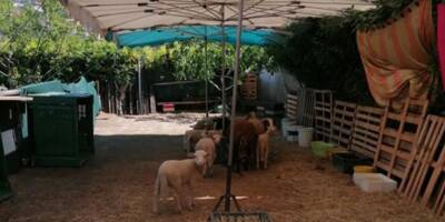 Un nouvel élevage illégal et un abattoir clandestin découvert à Nice