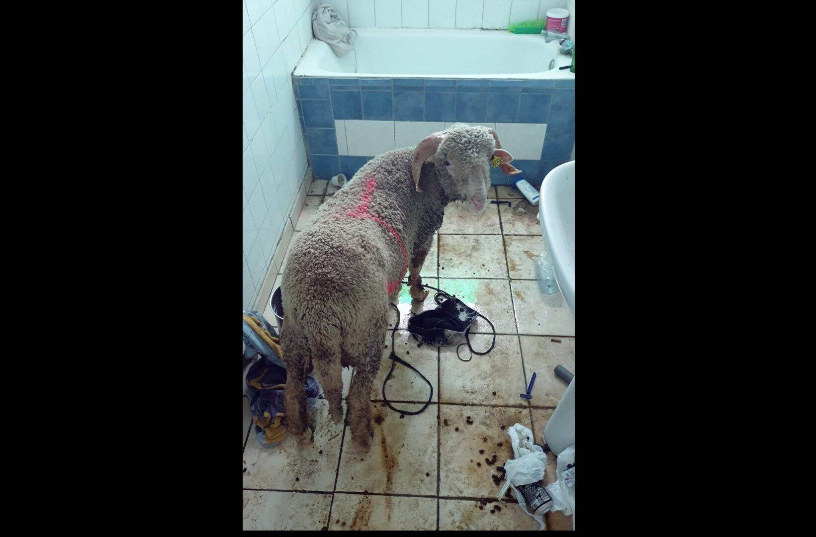 Le mouton "Lolo" libéré d'un squat à Toulon recueilli au Mont Saint-Michel