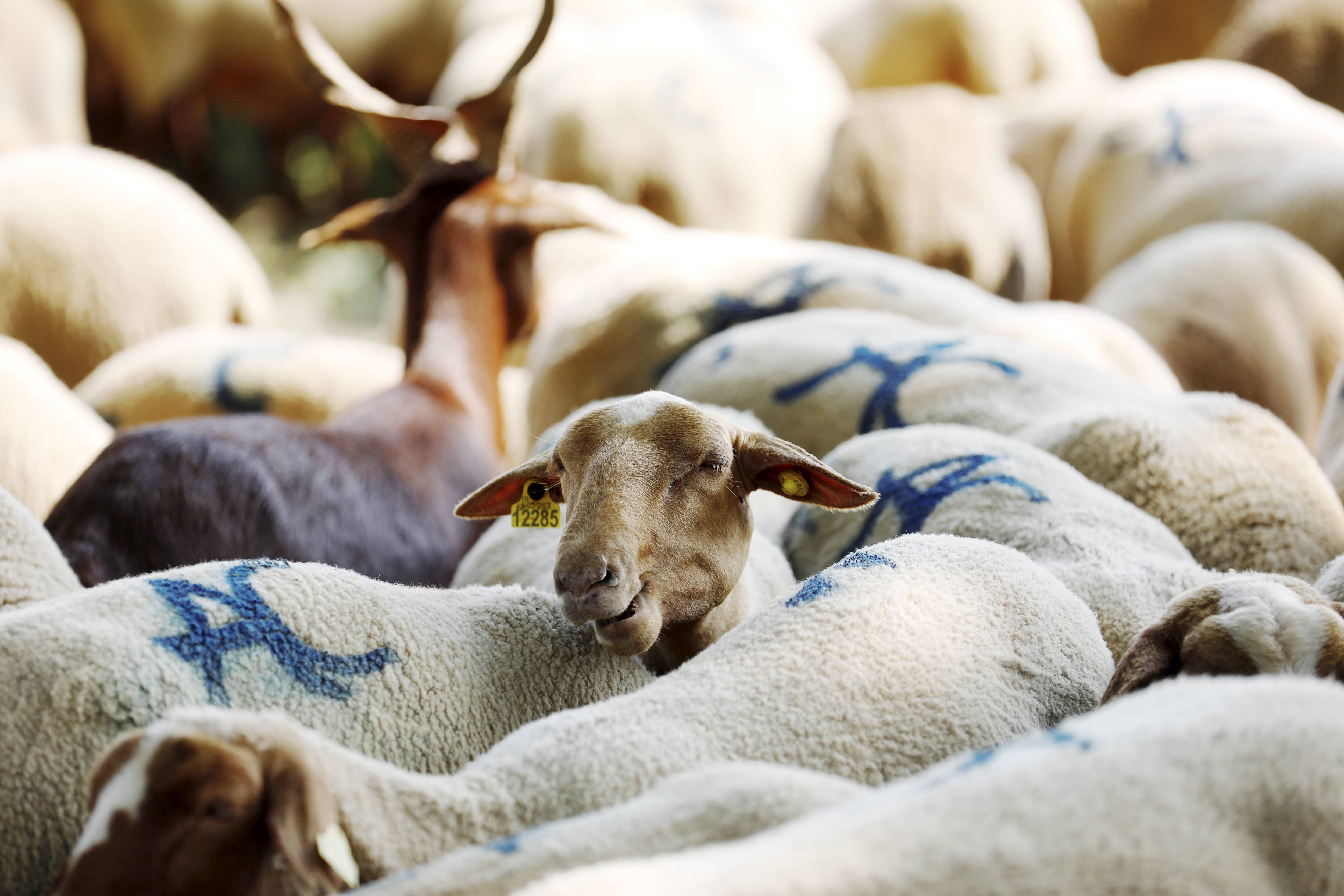 Un mouton aperçu en train d'errer dans le centre-ville de Draguignan ce jeudi
