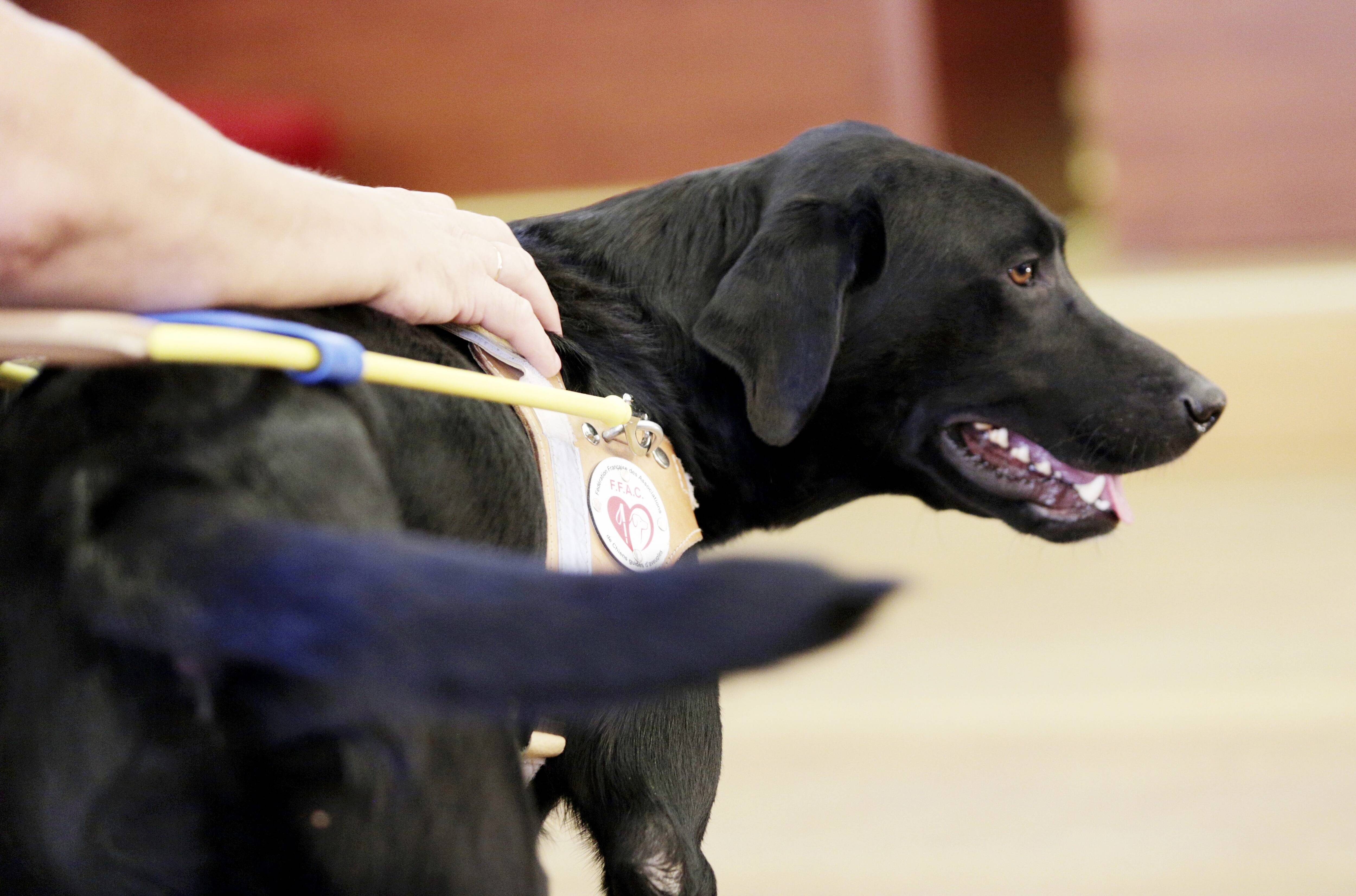 Elle assure que son chien d'assistance a été refusé dans le bus, le conducteur dépose plainte