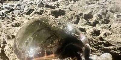 Pour la première fois, une tortue marine a pondu ses oeufs sur une plage des Alpes-Maritimes