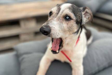 Boy, le chien de 15 ans qui errait dans le jardin de son maître après son décès, a retrouvé un foyer dans le Var