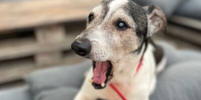 Boy, le chien de 15 ans qui errait dans le jardin de son maître après son décès, a retrouvé un foyer dans le Var