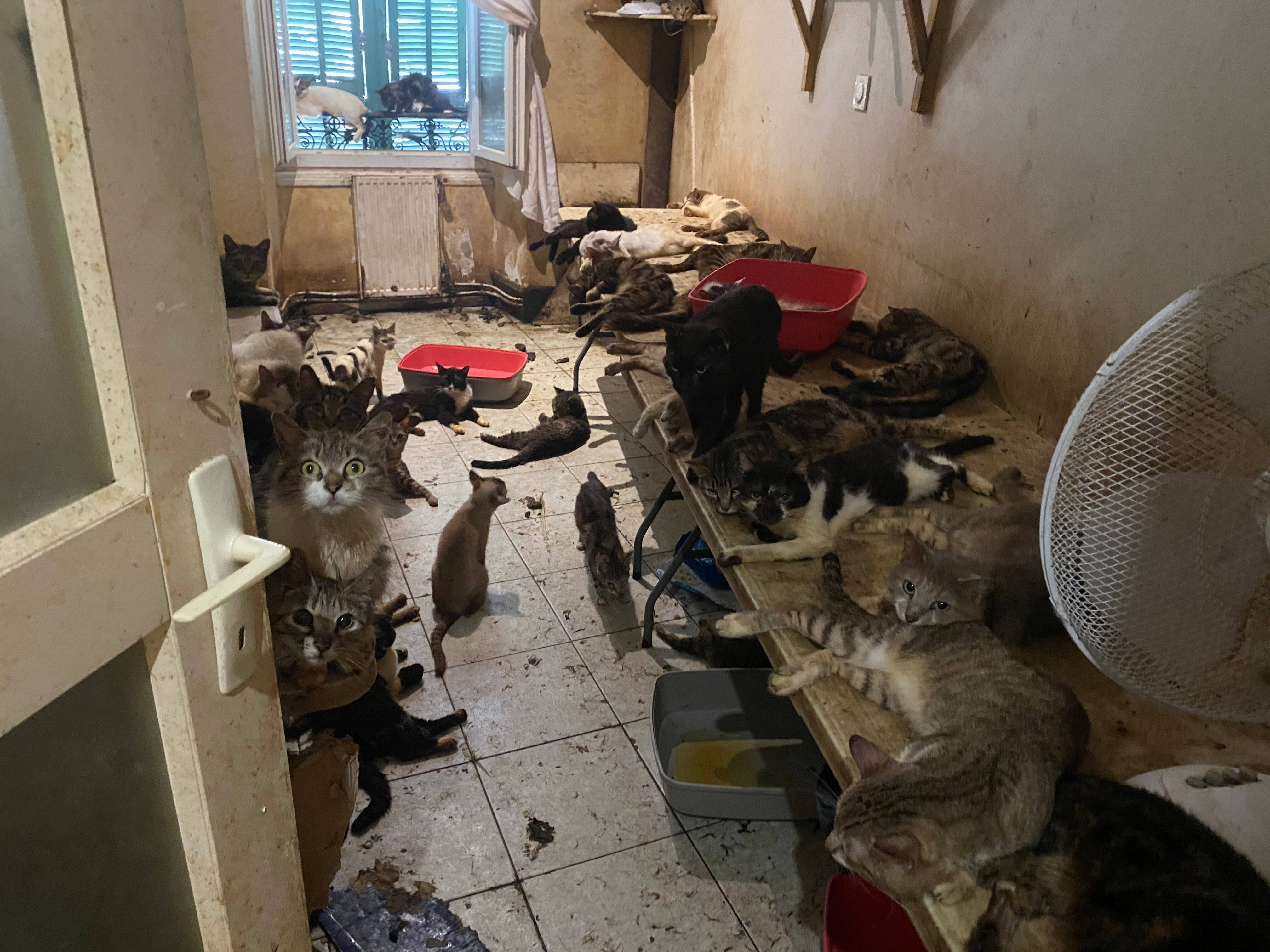 "C'est l'enfer ici": une centaine de chats dénutris, des chiots et des cadavres d'animaux retrouvés dans un appartement du centre de Nice