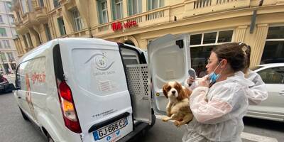 Les animaux saisis dans l'appartement de Nice ce mercredi ont été placés, les associations lancent une cagnotte