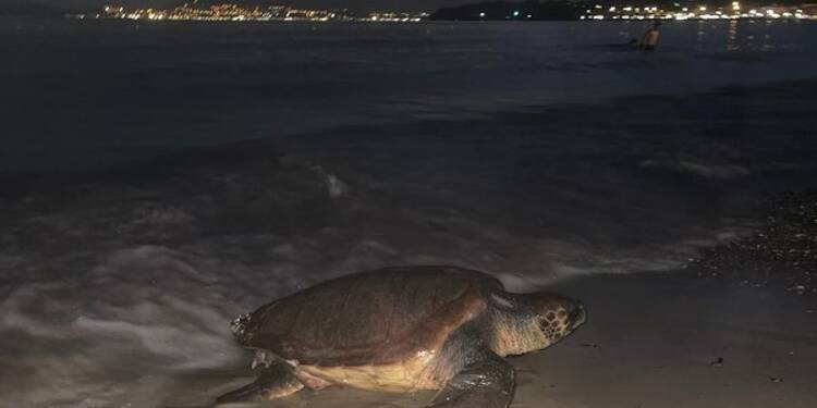 Une tortue de mer a pondu sur la plage des Lecques à Saint-Cyr