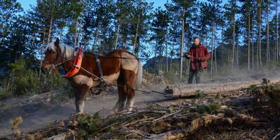 Une démarche écoresponsable: mais que font ces chevaux sur les pentes de la forêt dans l'arrière-pays?