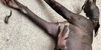 Un homme en garde à vue à Nice pour avoir torturé à mort son propre chien