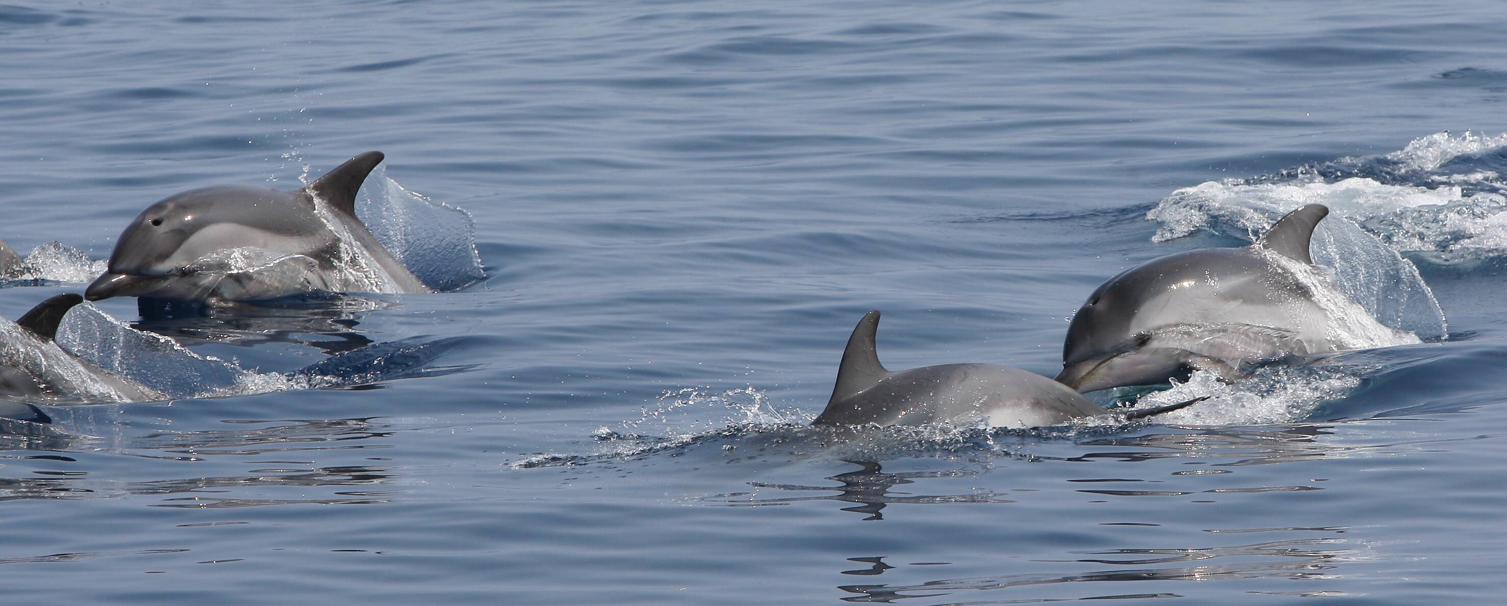 Les dauphins sont-ils en danger? On fait le point avec le Parti animaliste, qui se mobilise ce week-end à Nice, Cannes et Antibes