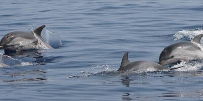 Les dauphins sont-ils en danger? On fait le point avec un chercheur, alors que le Parti animaliste se mobilise ce week-end dans les Alpes-Maritimes