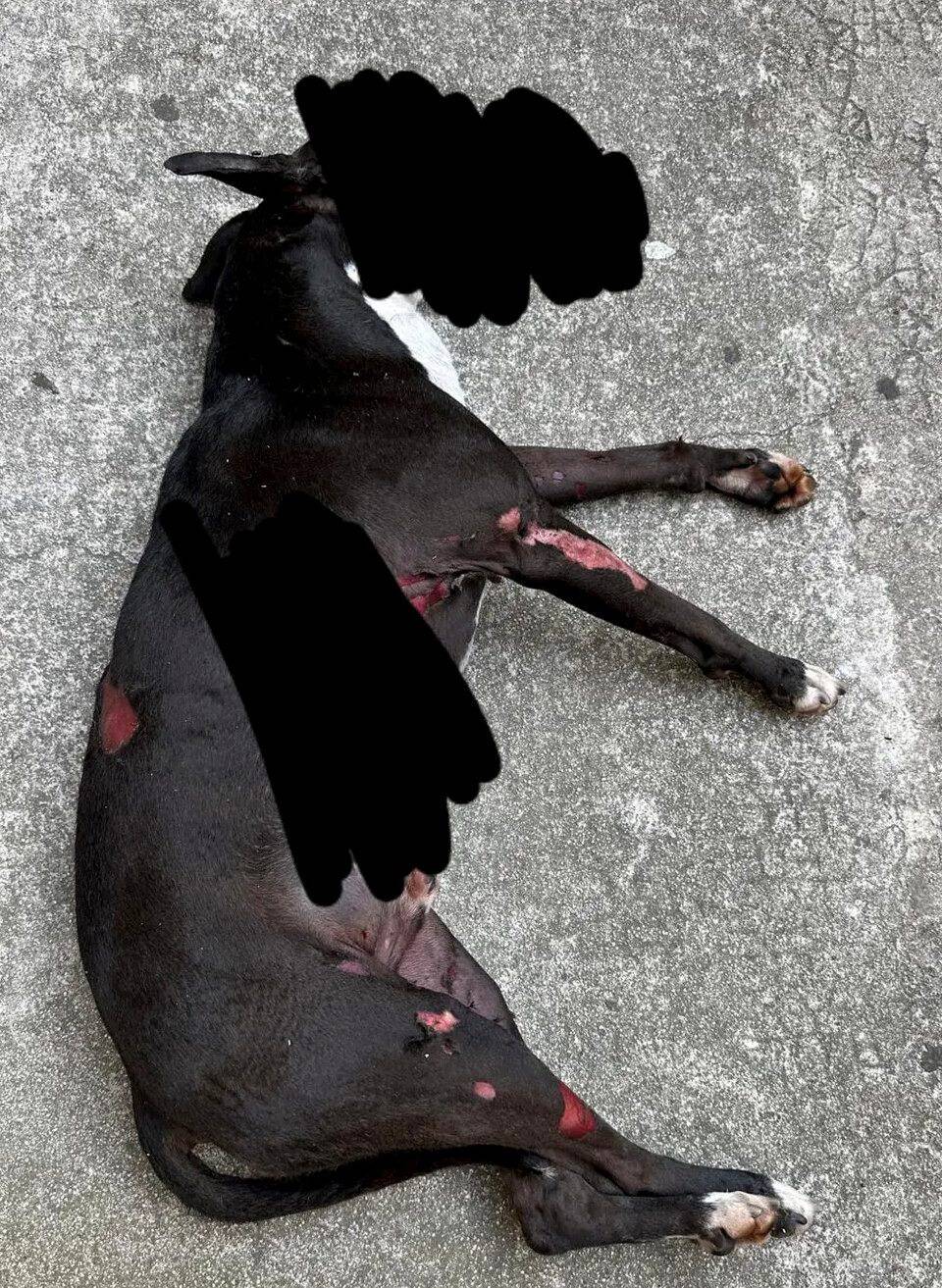 On en sait plus sur le sort du chien torturé à Nice, son propriétaire est présenté à la justice