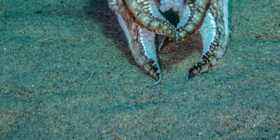Cet apnéiste photographie les espèces sous-marines les plus insolites près de nos côtes