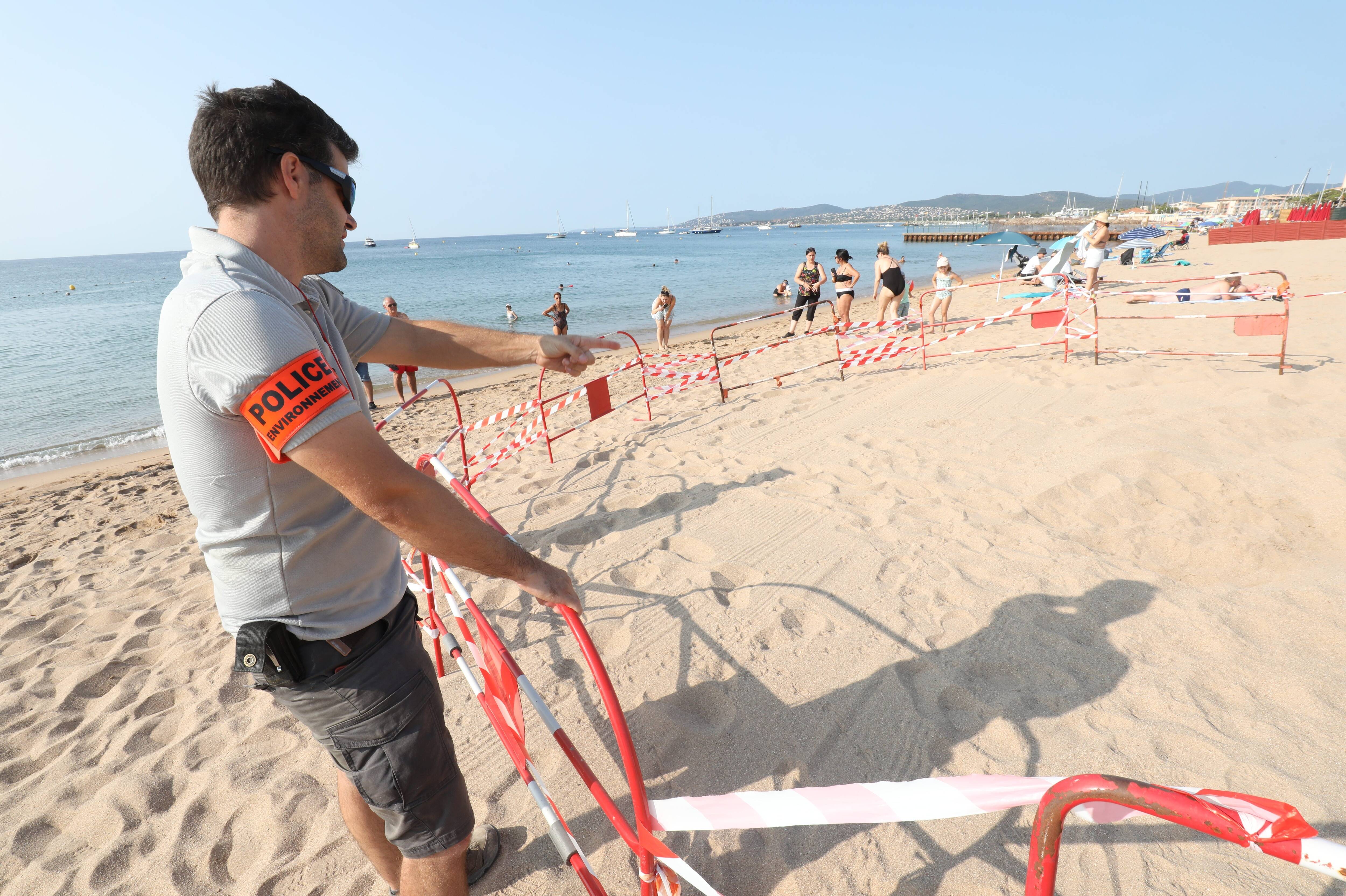 C'est déjà la troisième ponte de la saison sur nos plages: le Var est-il une pouponnière à tortues marines?
