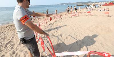C'est déjà la troisième ponte de la saison sur nos plages: le Var est-il une pouponnière à tortues marines?