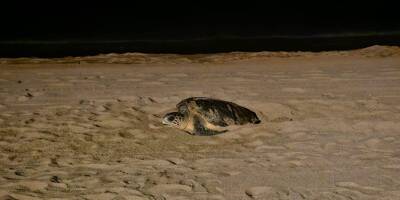 Trois ans après, une nouvelle tortue marine a pondu sur cette plage varoise