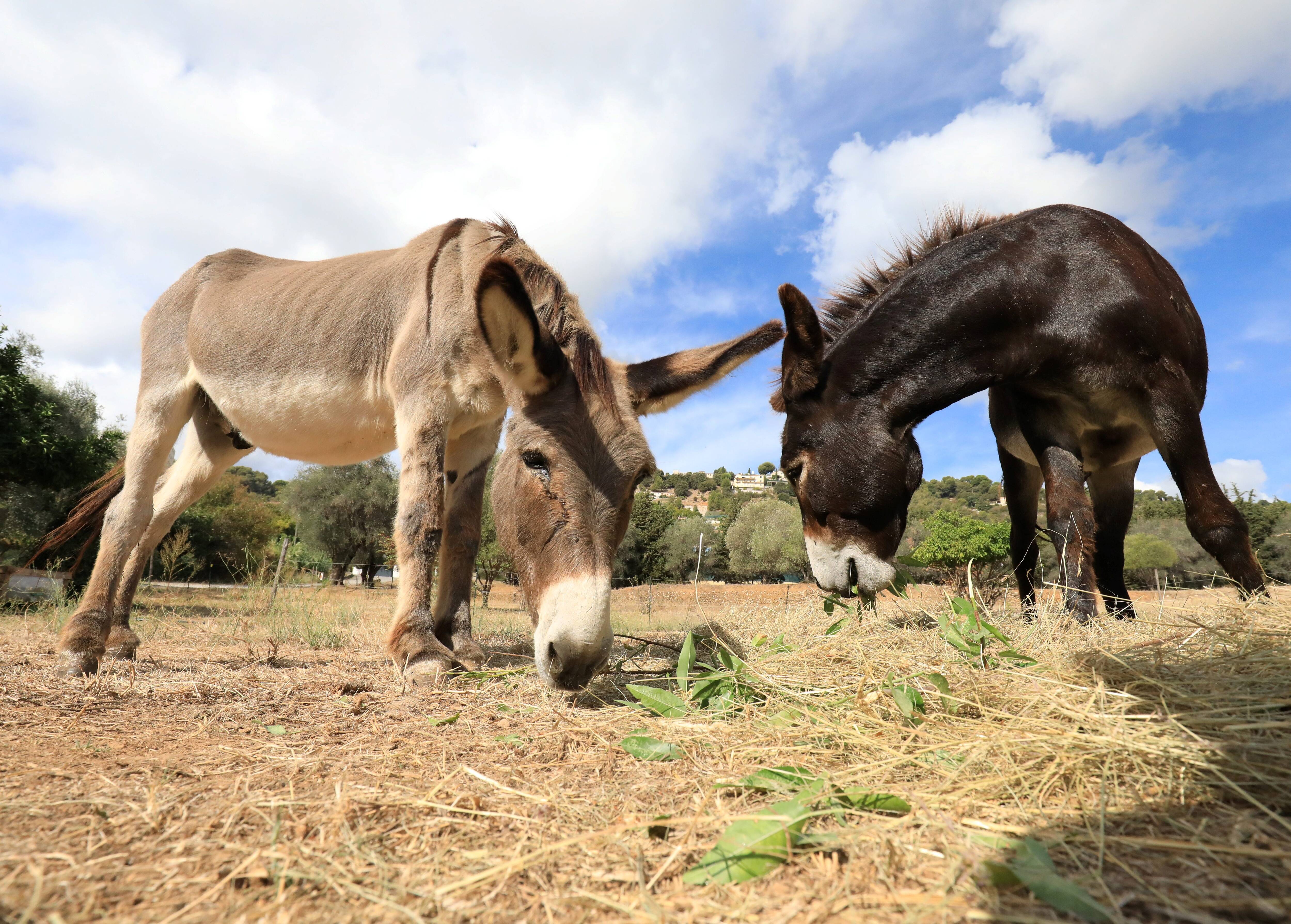 Connaissez-vous Charly et Fernando, ces deux jardiniers pas comme les autres de Saint-Laurent-du-Var?