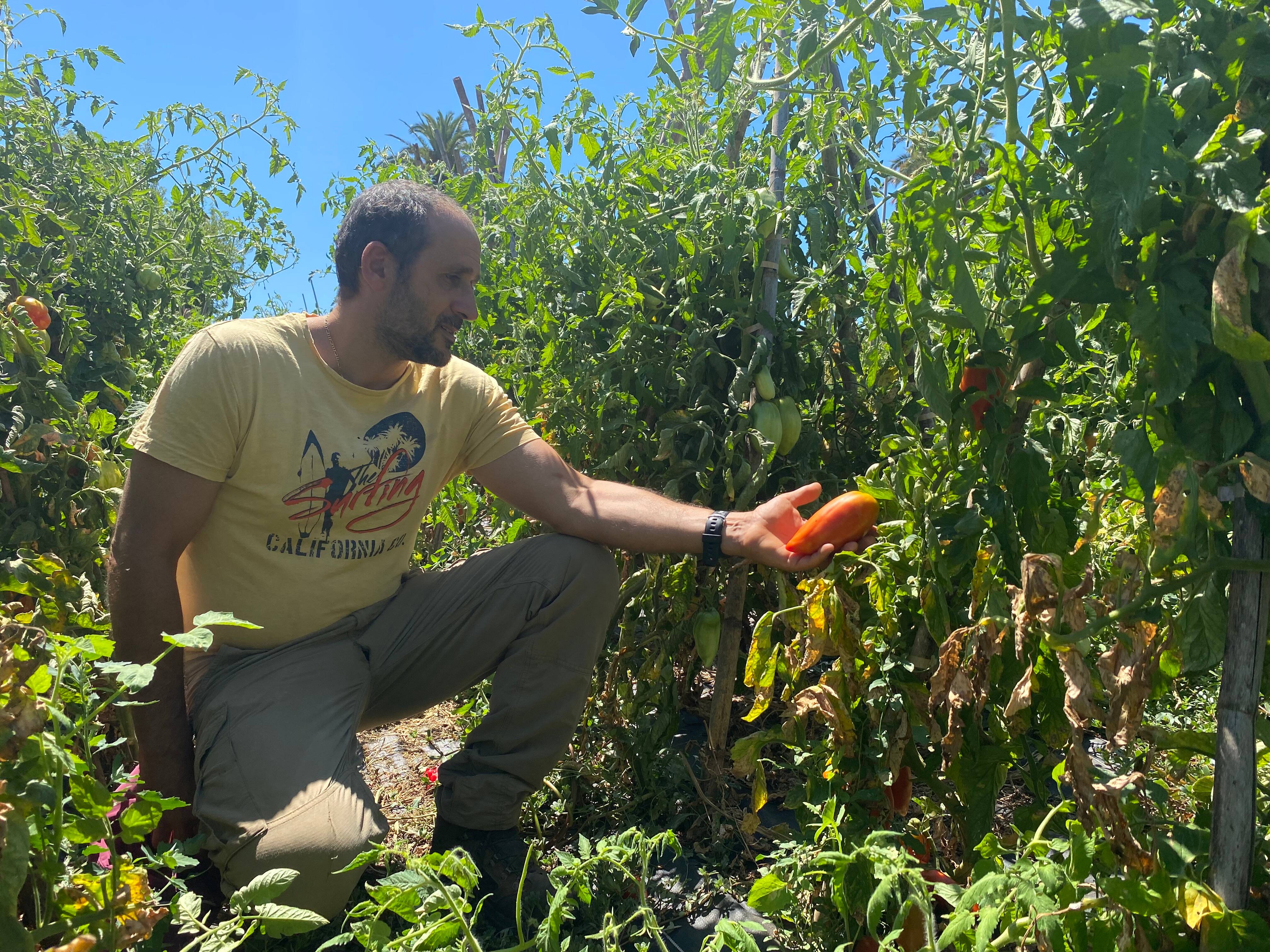 À La Seyne, le maraîcher bio de Fabrégas récolte les fruits de son labeur