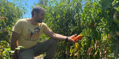 À La Seyne, le maraîcher bio de Fabrégas récolte les fruits de son labeur