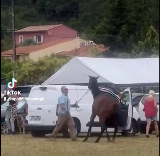 VIDÉO :Une Anti-Chasse s'en prenant à un cheval prend 17 coups de