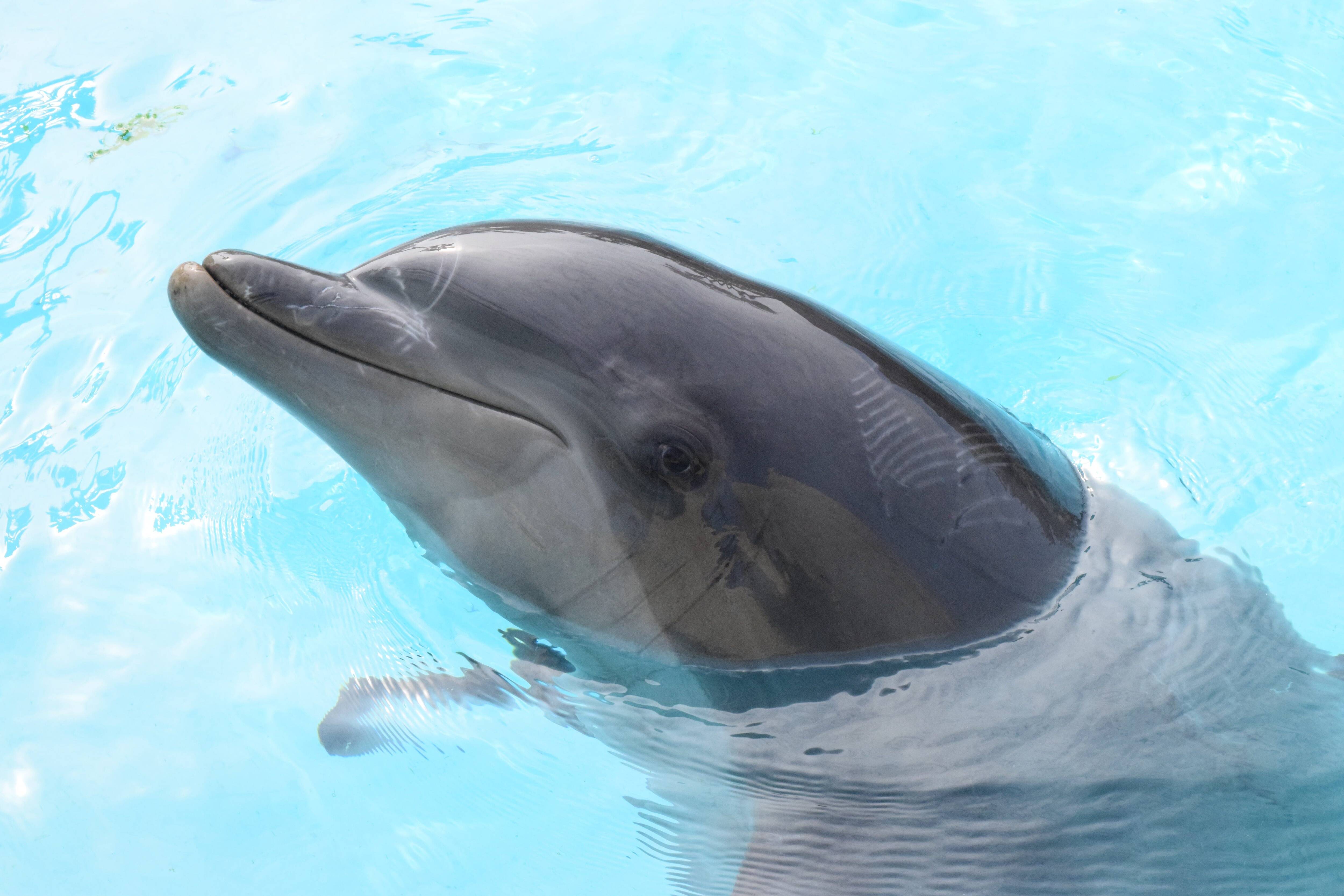 Un bébé dauphin devrait pointer le bout de son nez à Marineland, au printemps 2024