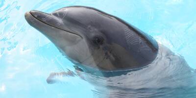 Un bébé dauphin devrait pointer le bout de son nez à Marineland, au printemps 2024