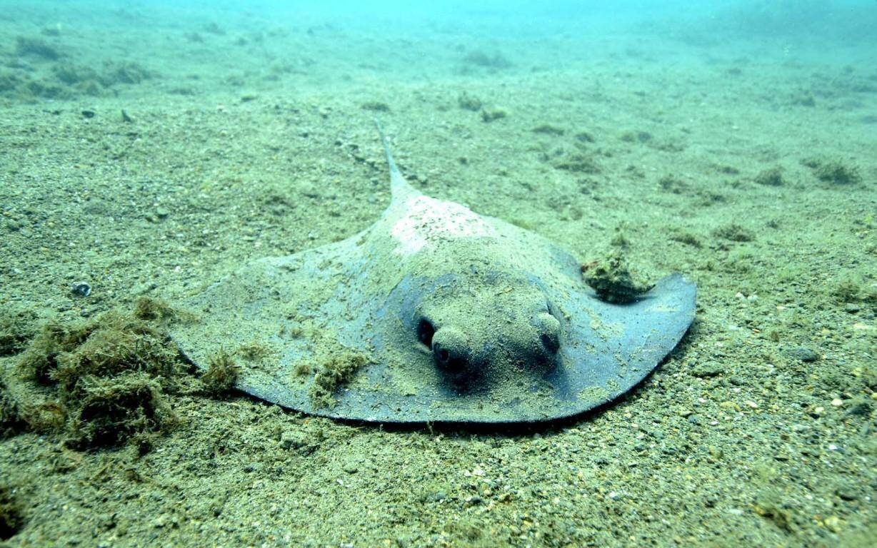 Baignade déconseillée sur une plage du Var à cause de la présence de raies