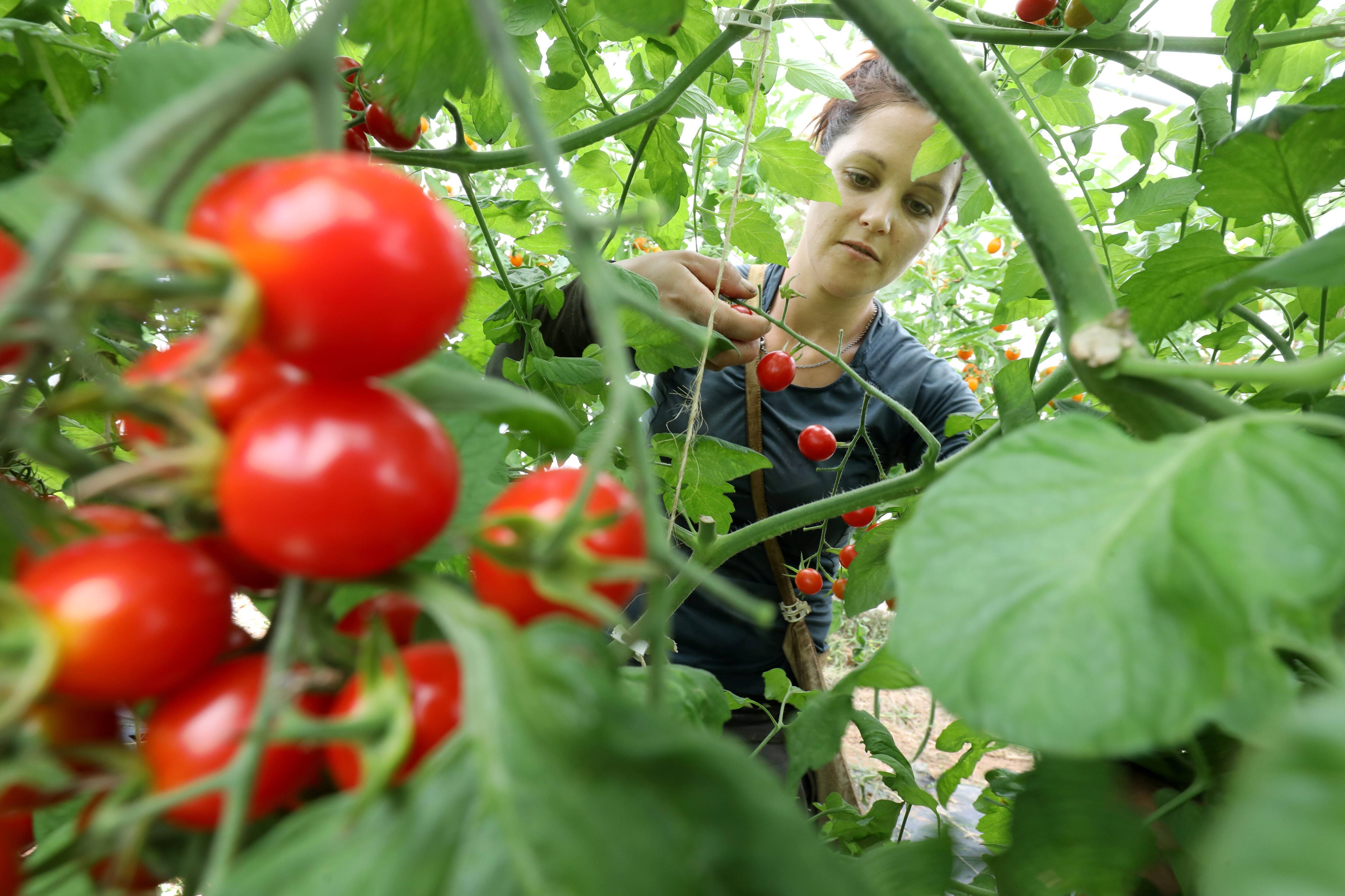 Produits stars de l'été, les tomates fleurissent sur les étals français: mais pour quelle qualité et à quel prix?