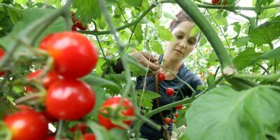Produits stars de l'été, les tomates fleurissent sur les étals français: mais pour quelle qualité et à quel prix?
