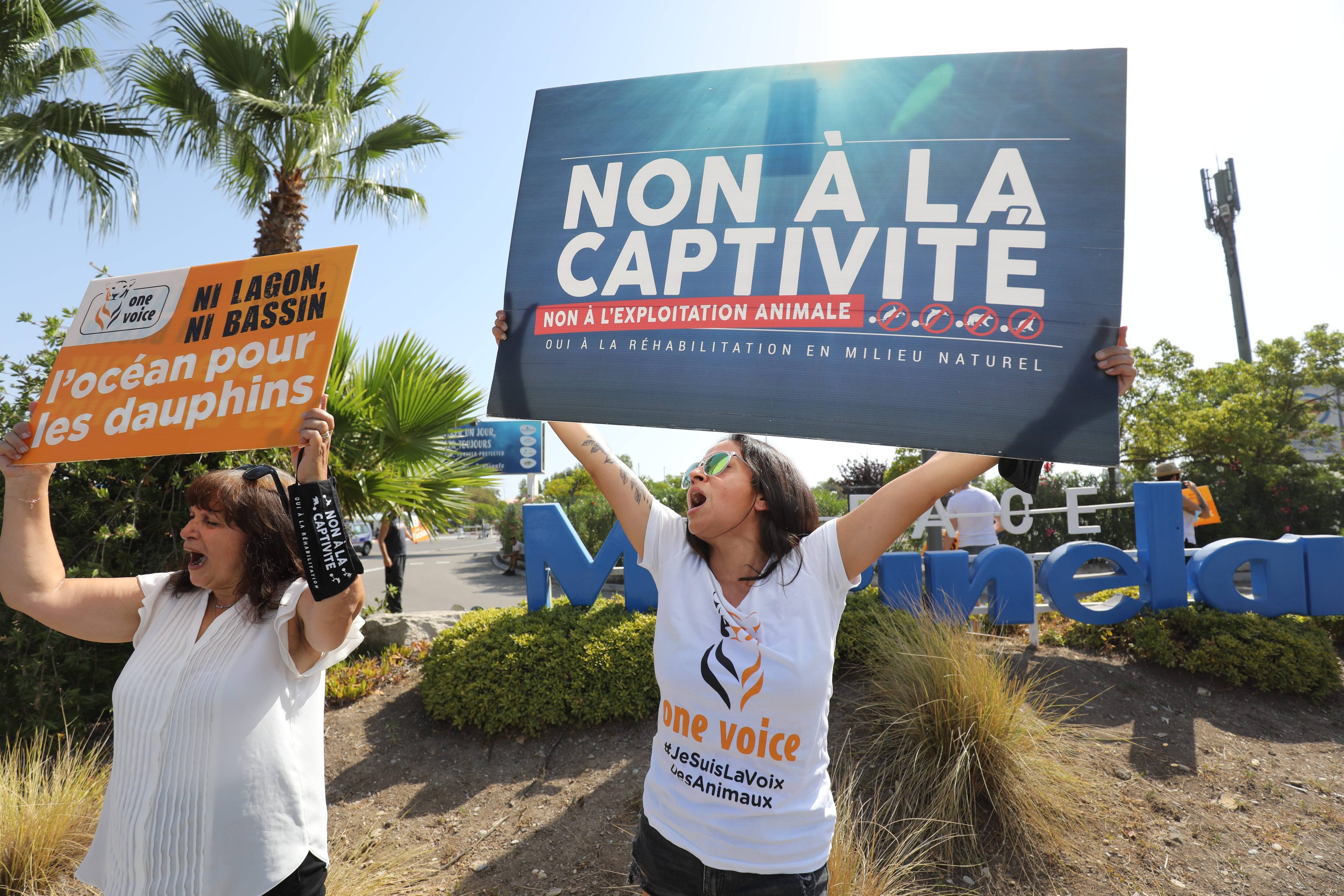 "Réclamons la fermeture des deux derniers delphinariums en France": une nouvelle manifestation prévue samedi devant Marineland à Antibes