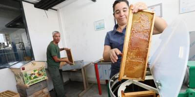 De nouveau primé cette année, quel impact a le miel de Saint-Laurent-du-Var sur la biodiversité de la ville?