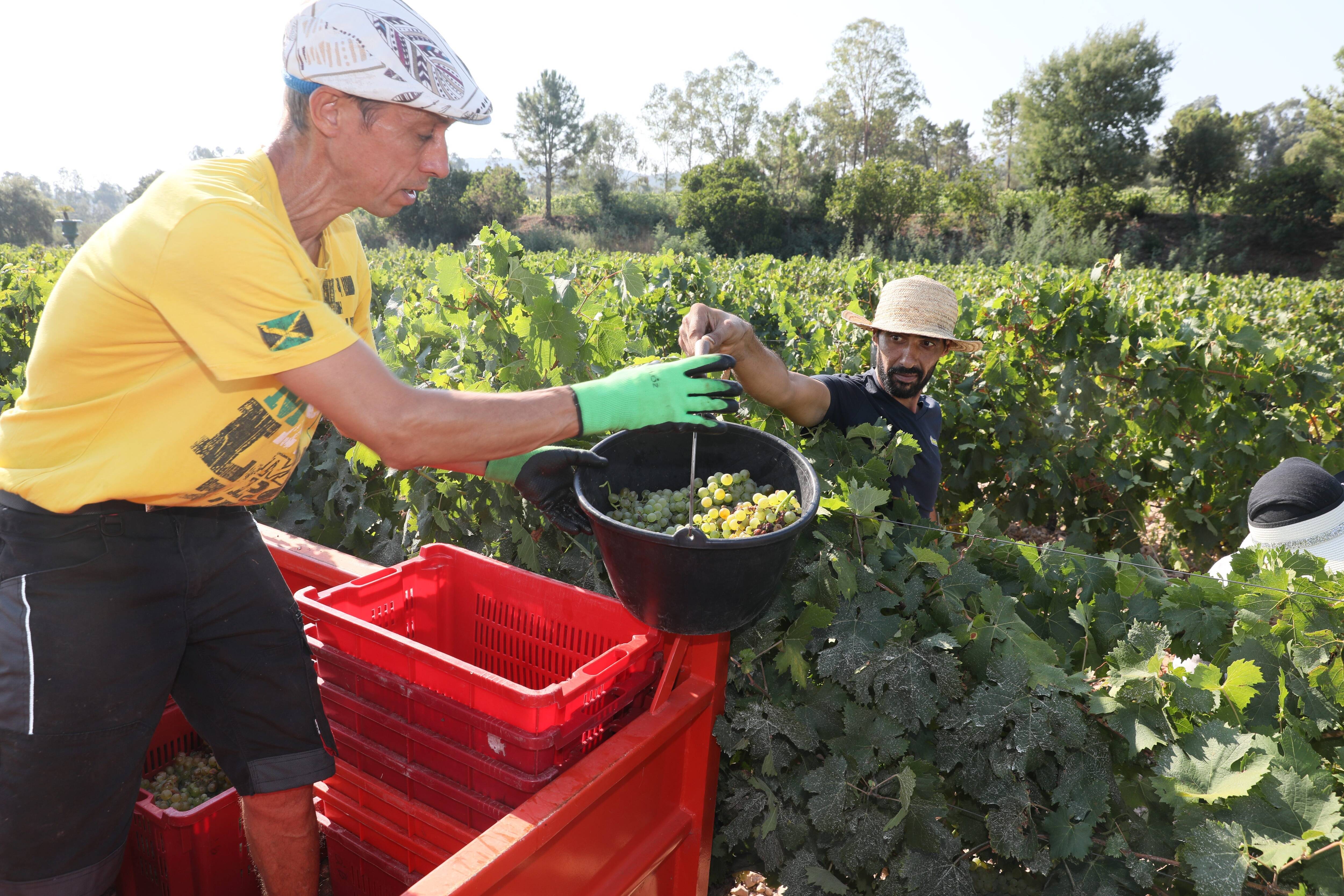 "Un stress et un soulagement", on a fait les vendanges précoces au Domaine de Barbossi à Mandelieu