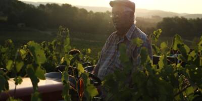 C'est le plus vieux viticulteur de Carcès: Francis toujours en place pour sa 76e campagne de vendanges
