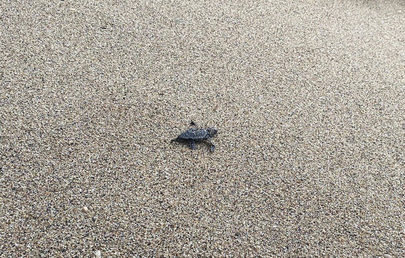 Trois petites tortues sont nées dans la nuit de jeudi à vendredi sur la plage de Villeneuve-Loubet