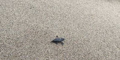 Trois petites tortues sont nées dans la nuit de jeudi à vendredi sur la plage de Villeneuve-Loubet