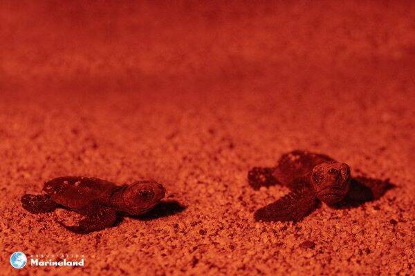 Avec la naissance de trois nouvelles tortues (et en attendant les autres), l'espoir renaît sur cette plage de la Côte d'Azur