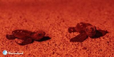 Avec la naissance de trois nouvelles tortues (et en attendant les autres), l'espoir renaît sur cette plage de la Côte d'Azur