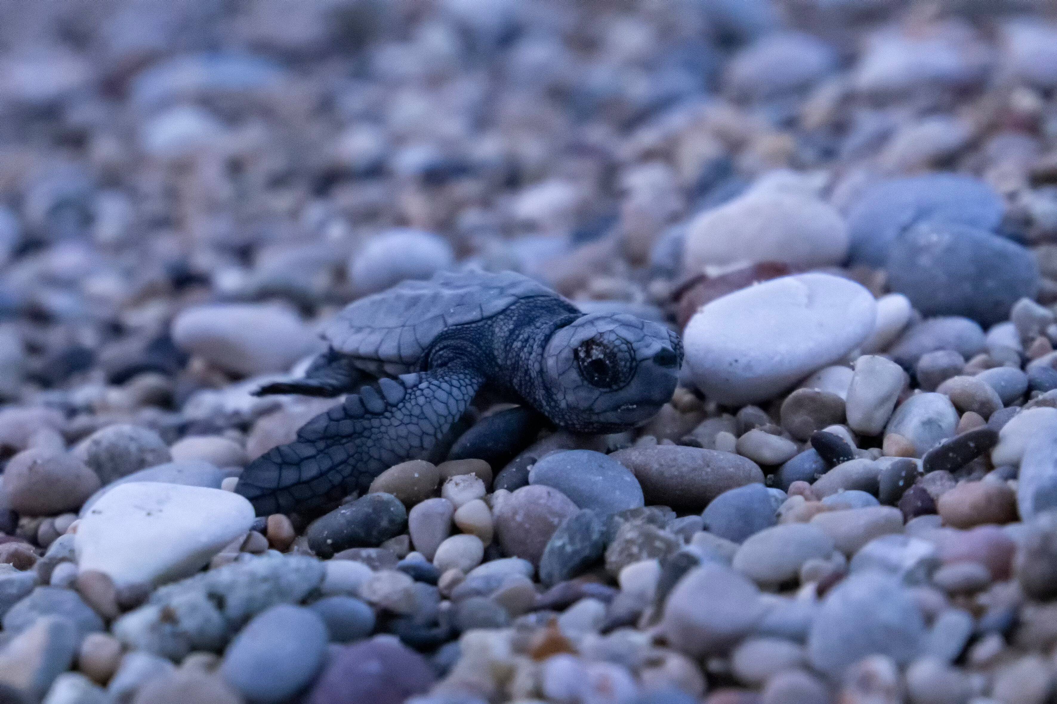Sur une centaine d'oeufs pondus à Villeneuve-Loubet, une vingtaine de bébés tortues ont rejoint la mer
