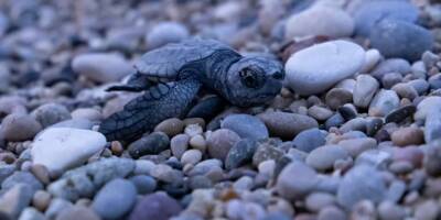 Sur une centaine d'oeufs pondus à Villeneuve-Loubet, une vingtaine de bébés tortues ont rejoint la mer