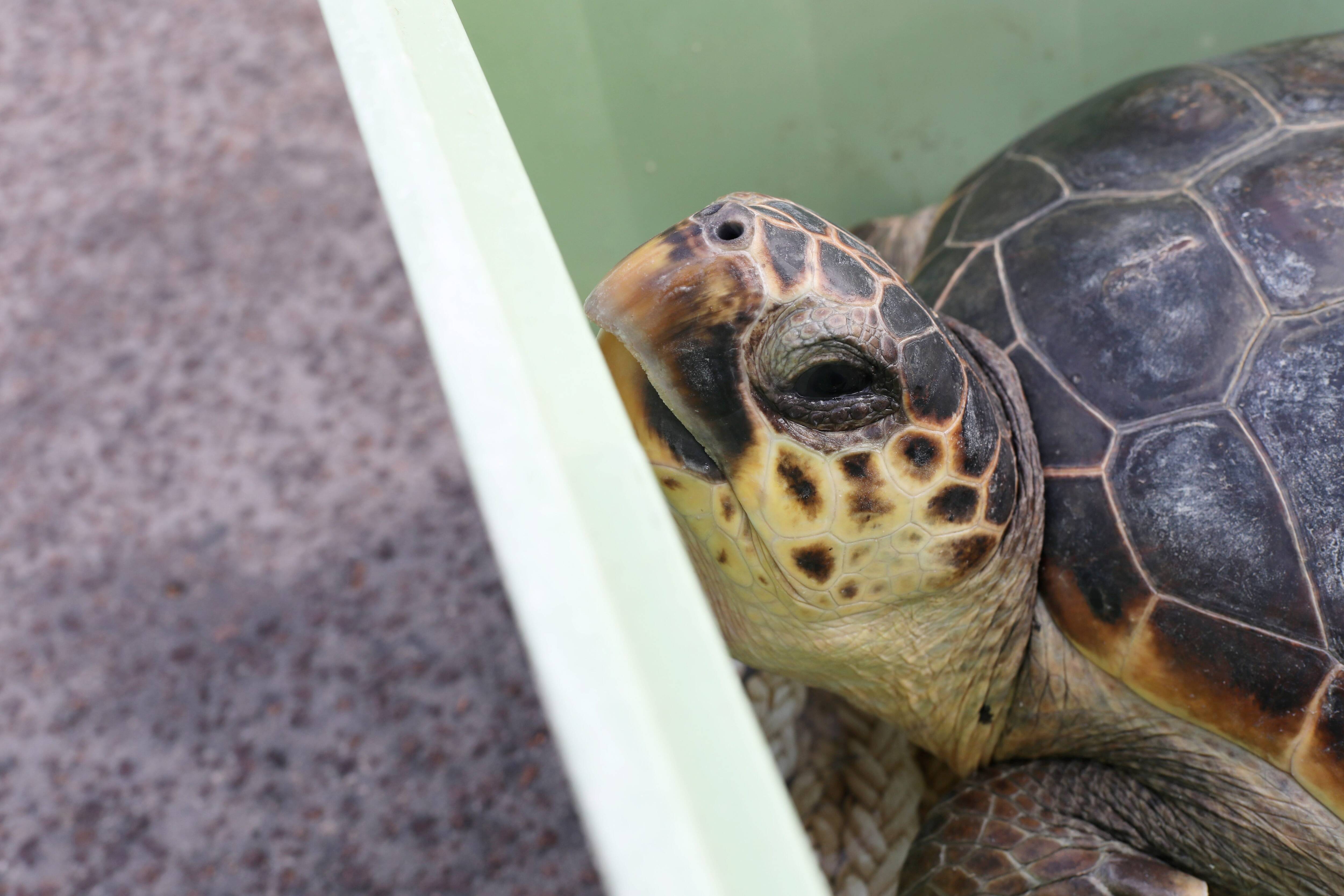 Faut-il le laisser? Le déplacer? Se contenter de le regarder? Voici les bons réflexes à avoir si vous croisez un bébé tortue sur une plage azuréenne