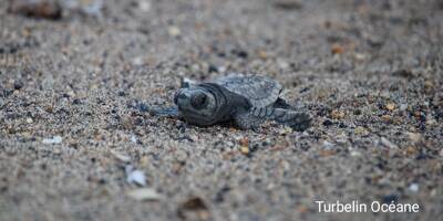 Près d'une trentaine de bébés tortues déjà sortis du nid de Porquerolles