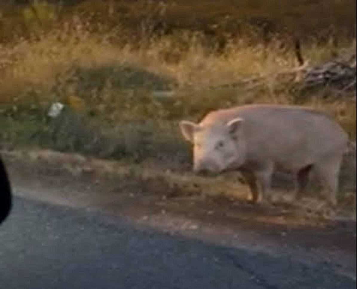 Rare Sighting of White Boars in Toulon and Carnoules