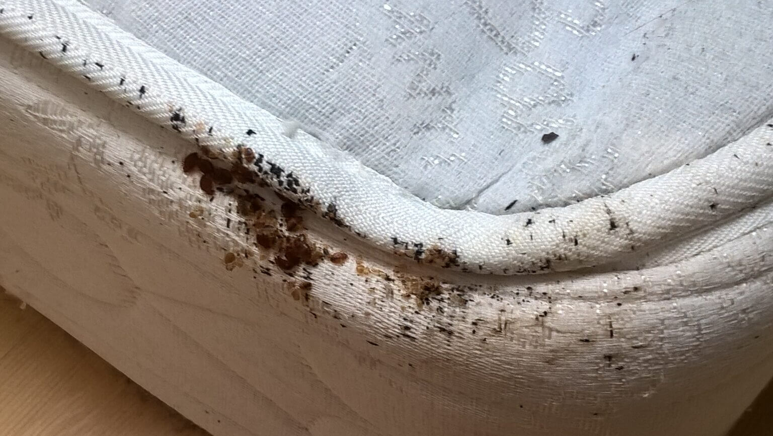 Piqûres, couture des matelas... Comment savoir si vous êtes en contact avec des punaises de lit?